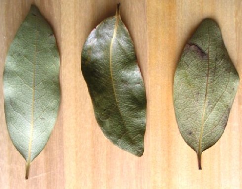 bay-leaves-11