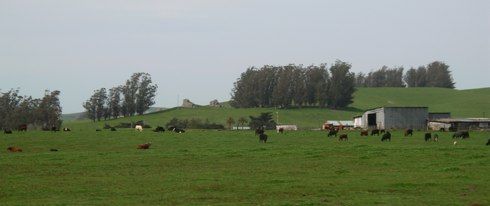 cows-in-tomales