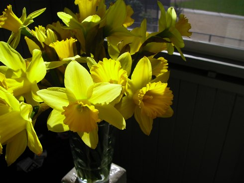 daffodils daffodils