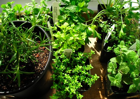 my-inside-herb-garden