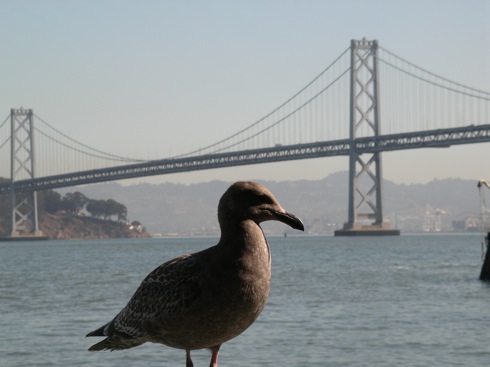 Seagull Bridge