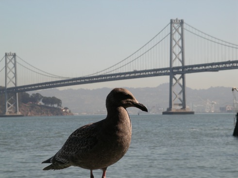 Seagull Bridge Seagull Bridge