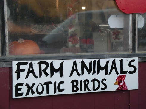PhippsFarm Animals PhippsFarm Animals