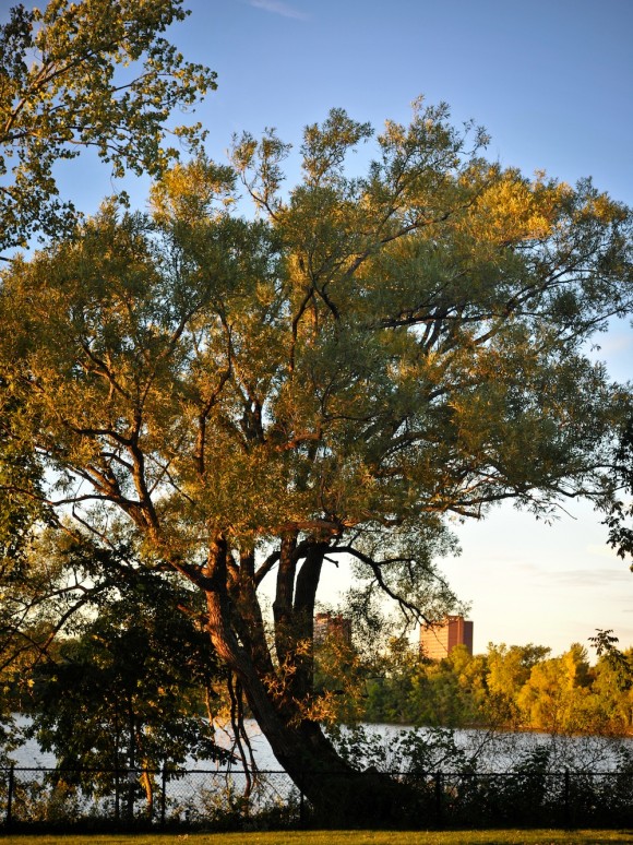 Trees at fresh pond