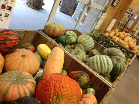 Lots of Squash at Volante Farms