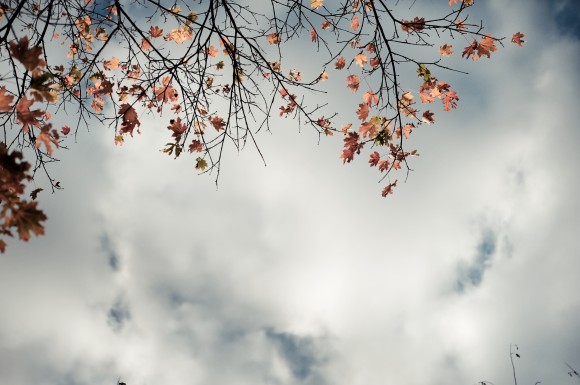 Fall Sky