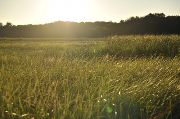 Byfield Fields