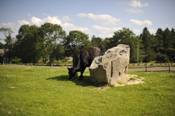 Cows on the Farm