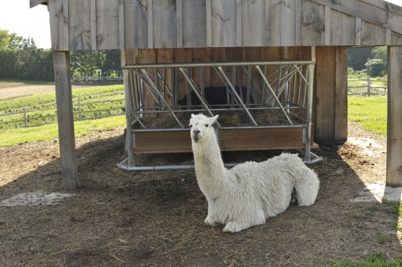 Llamas at Tendercrop