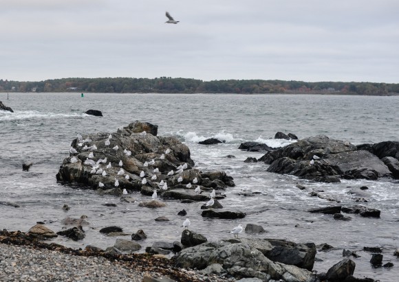 Seagulls of New Castle