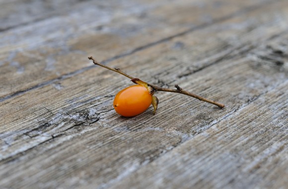 Common Persimmon