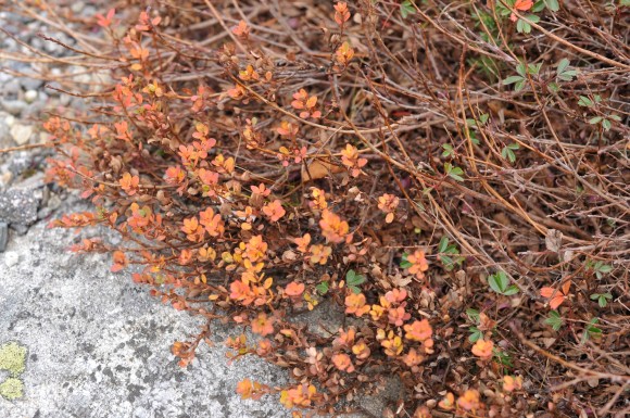 Plants on Mount Washington