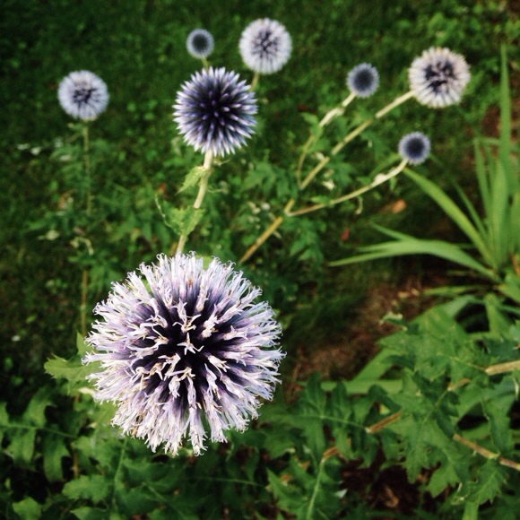 Flowers.jpg