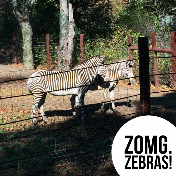 BAA Half Zebras at Franklin Park Zoo