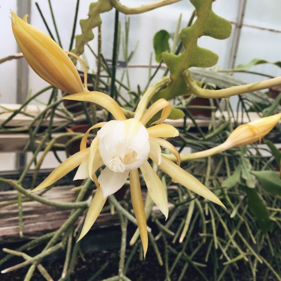 Cactus Flower Wellesley Greenhouse