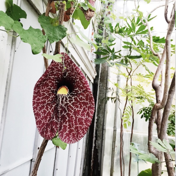 Flower Wellesley College Greenhouse