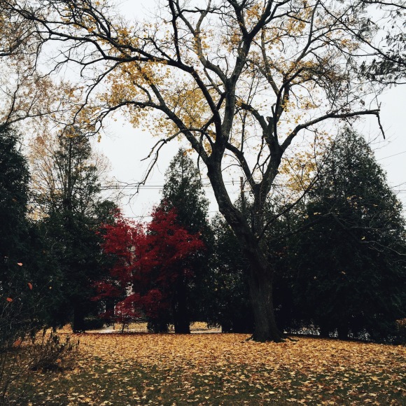 Fall Foliage in New England