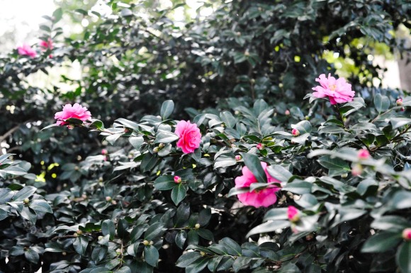 Flowers in a Savannah Square