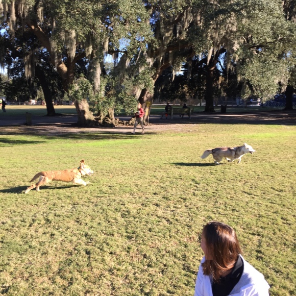 Golden Puppy chasing Husky