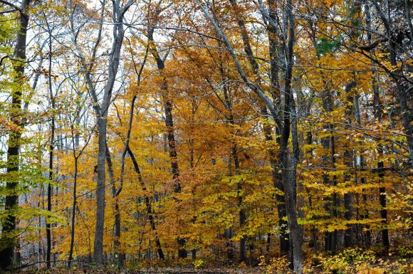 Golden Trees