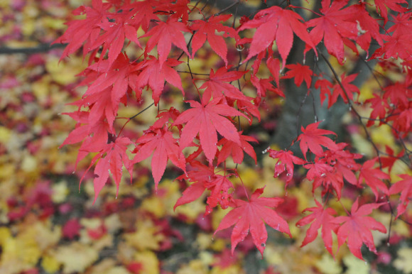 Japanese Maple Tree