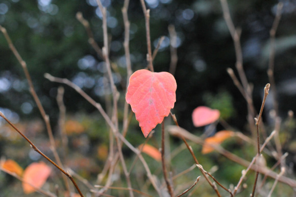 Leaves of fall hanging on