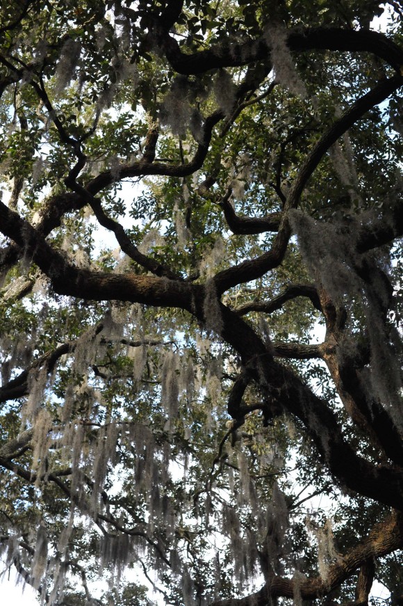 Live Oak Trees in Savannah