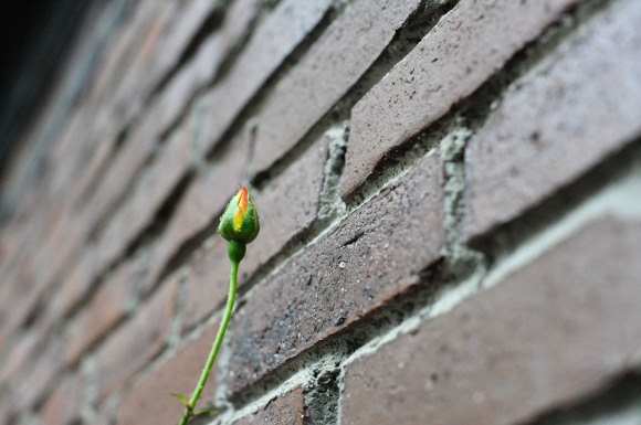 November Rosebuds