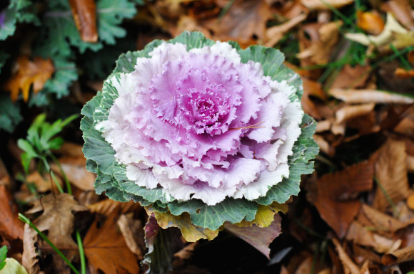 Ornamental Kale