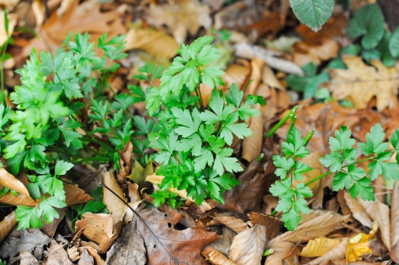 Parsley in Fall