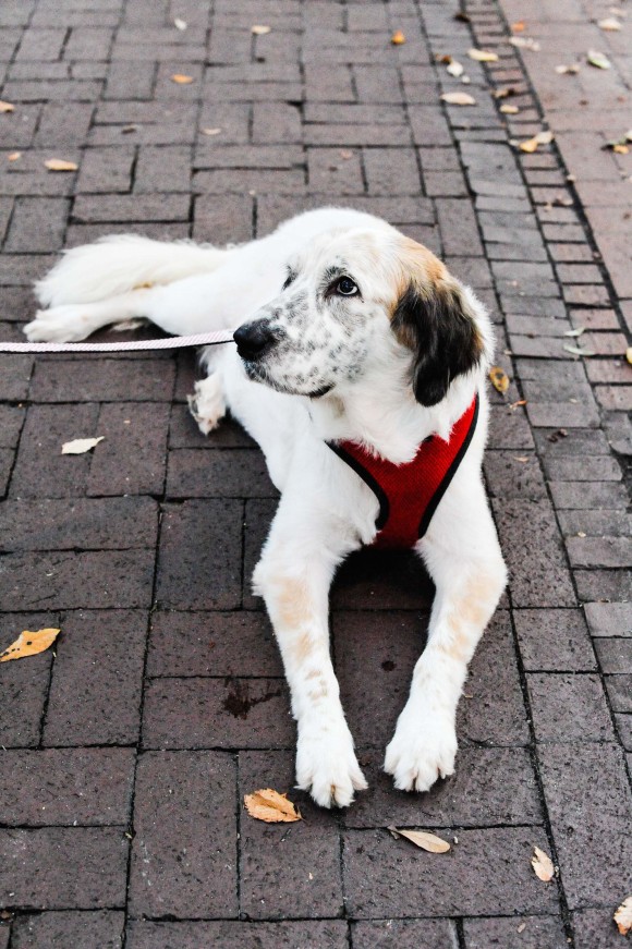 Punkin Savannah Dog