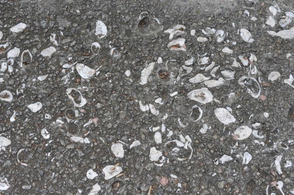 Savannah Shell Pavement