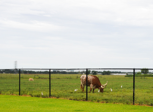 Space Center Longhorns