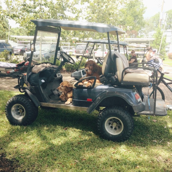 TCYC Dogs in a Golf Cart Kemah Texas