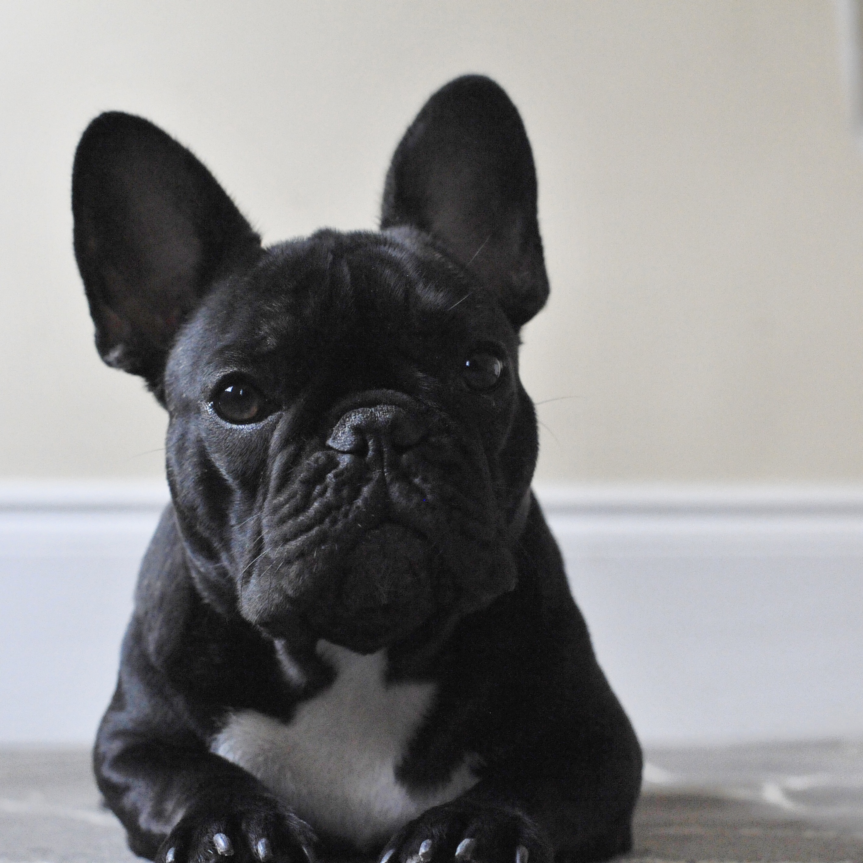 Bertram the Frenchie