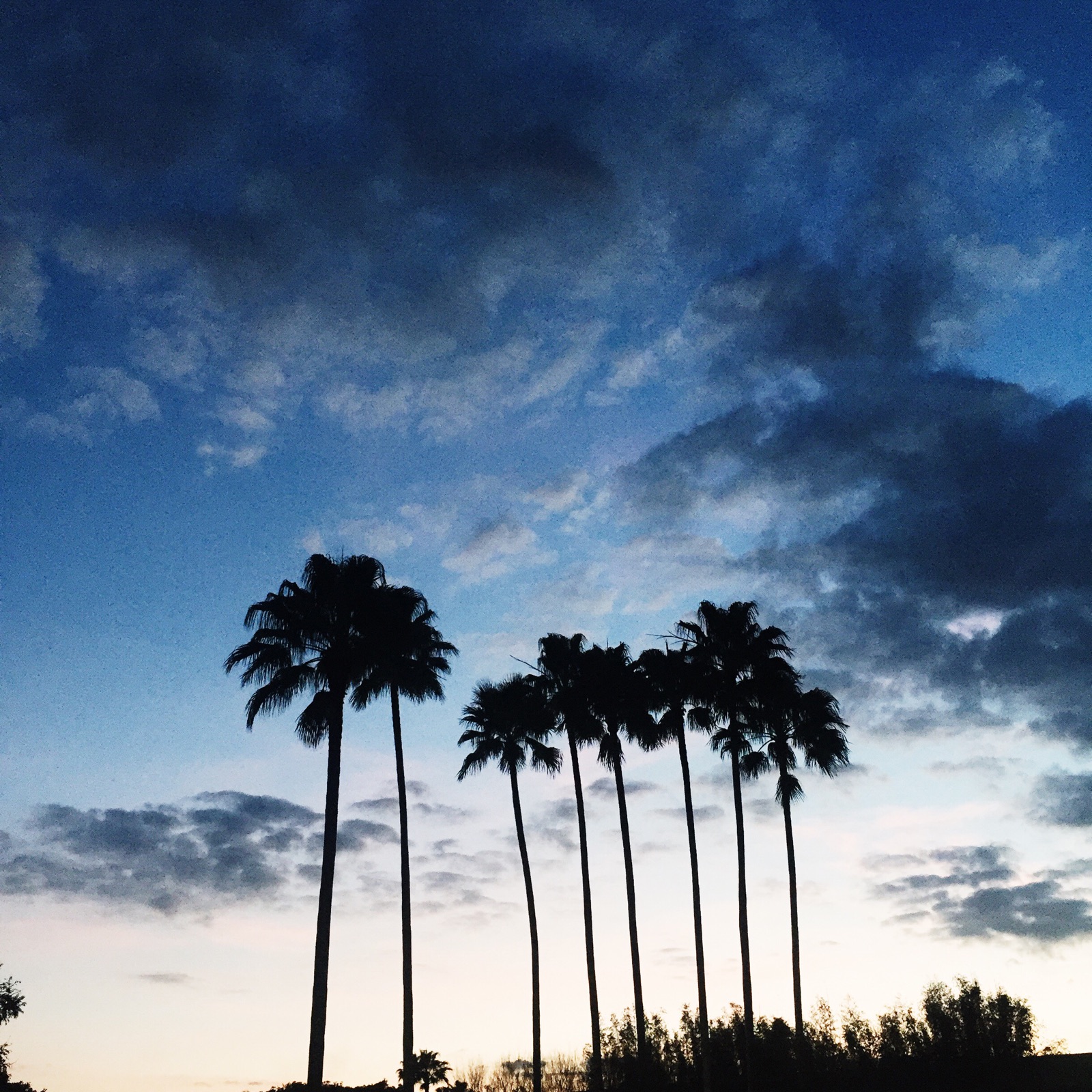 Palm Trees in Florida