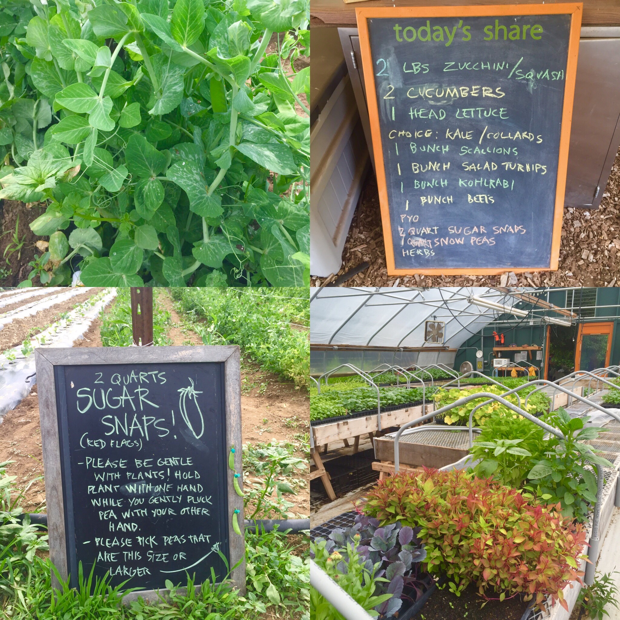 Stearns Farm June 28 CSA Share