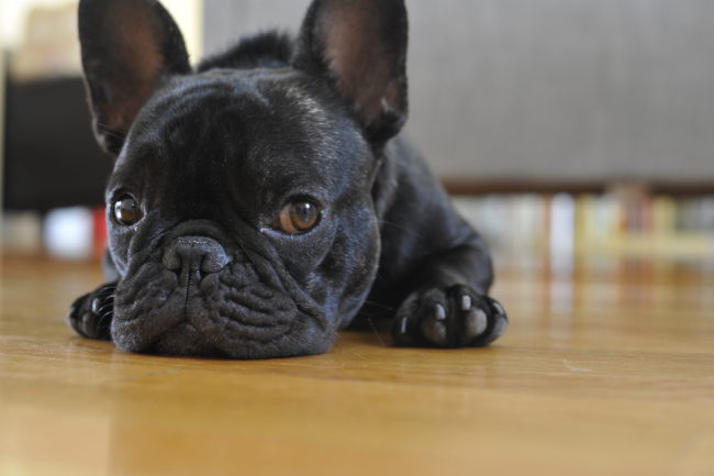 Puptron waits for food