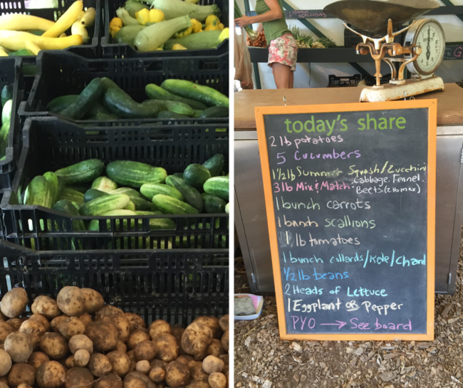 Stearns Farm July Share