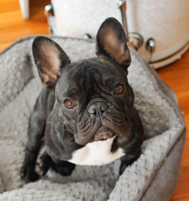 Bertram the Frenchie