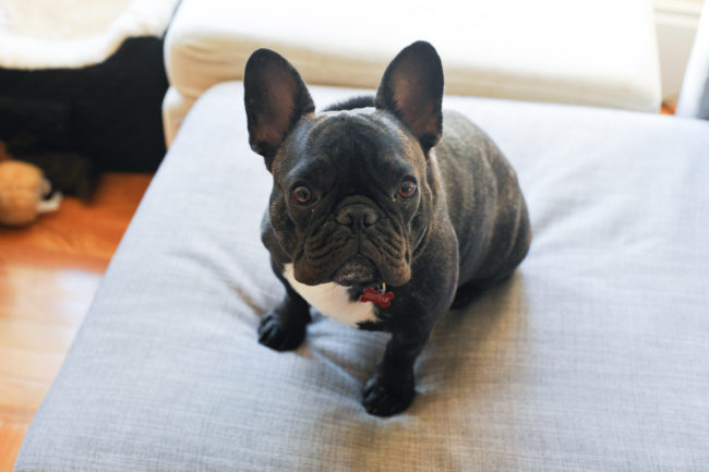 Bertram the Frenchie