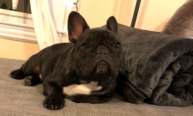 The Second Lunch Bertram The French Bulldog On the Couch Lounge Seal
