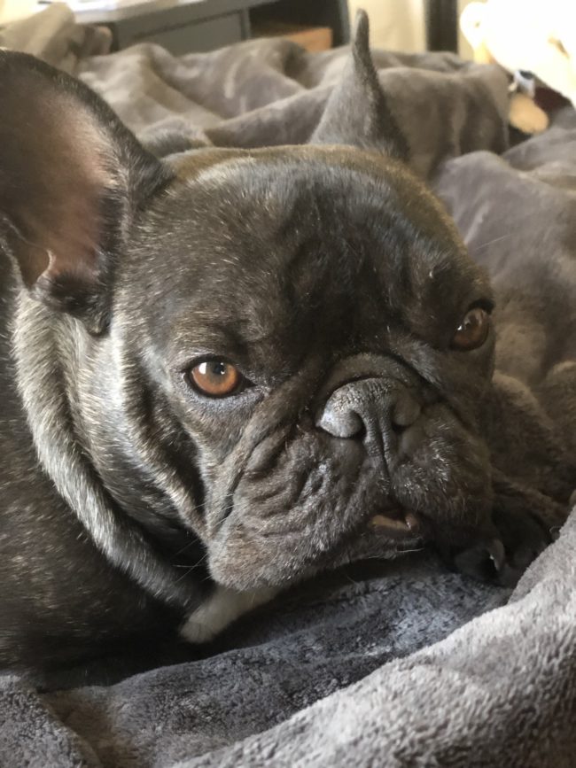 Bertram the Frenchie Sleepy Lip