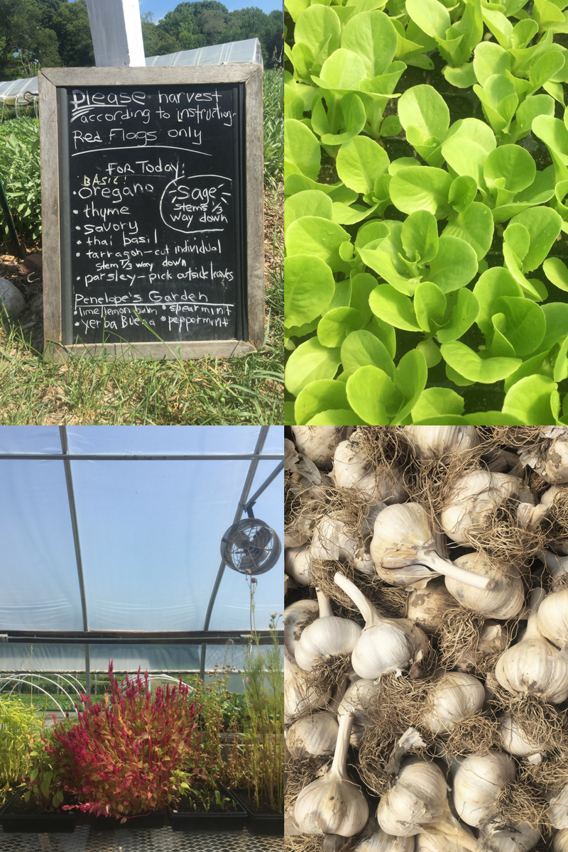 Work-Life Balance, Farm Update and Batch Cooking | The Second Lunch