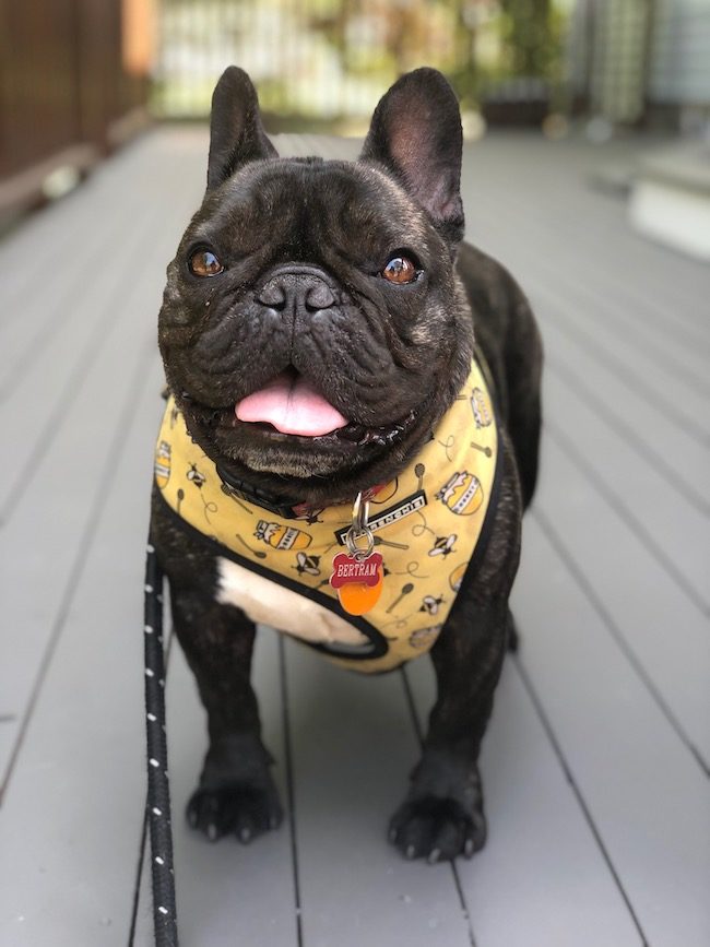 bertram frenchie bulldog bee harness the second lunch