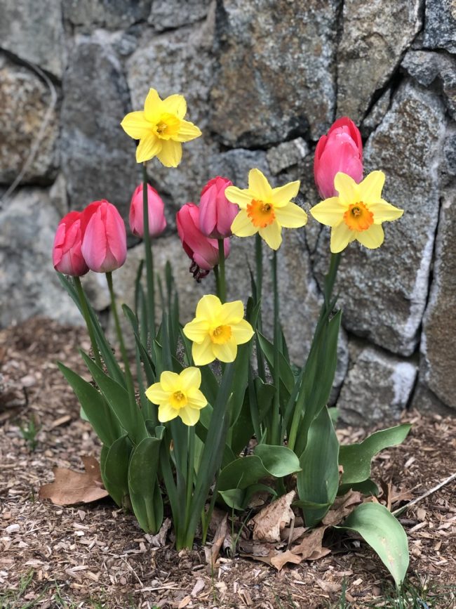 Spring Tulips