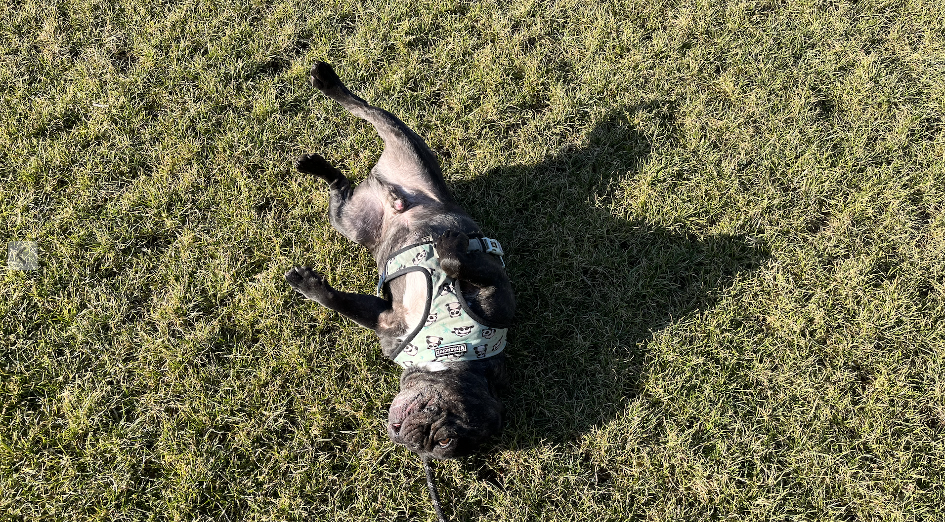 a dog rolling in the grass with his belly up