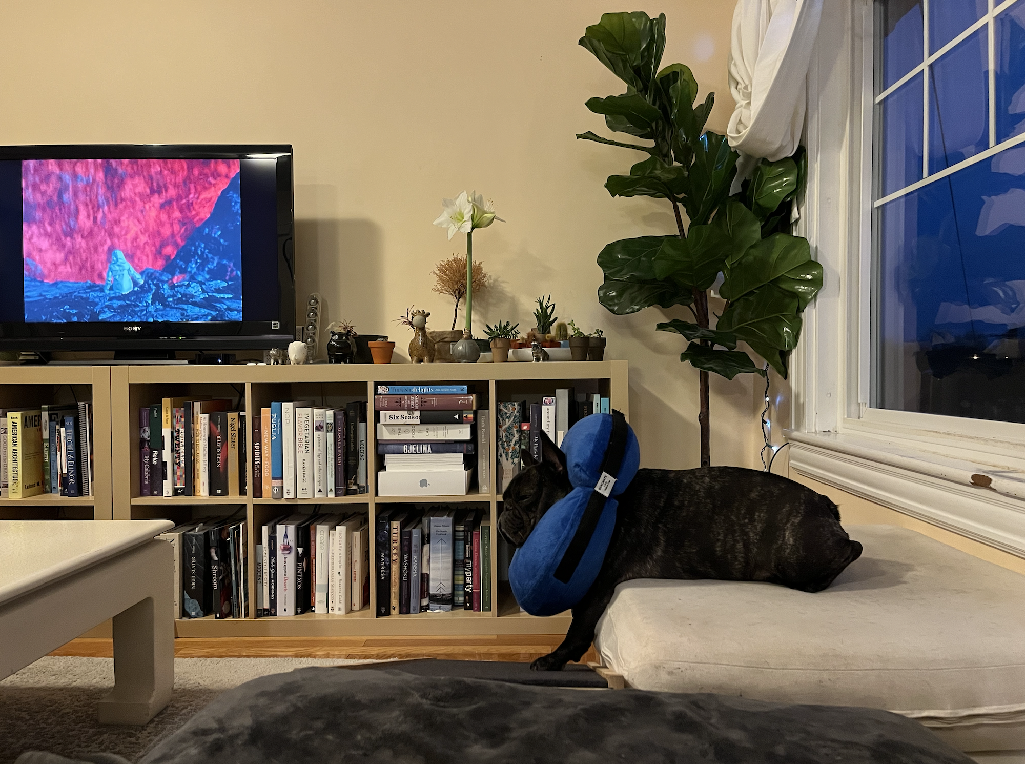 watching a film about volcanos on a tv and a dog in a blow up cone snoozing