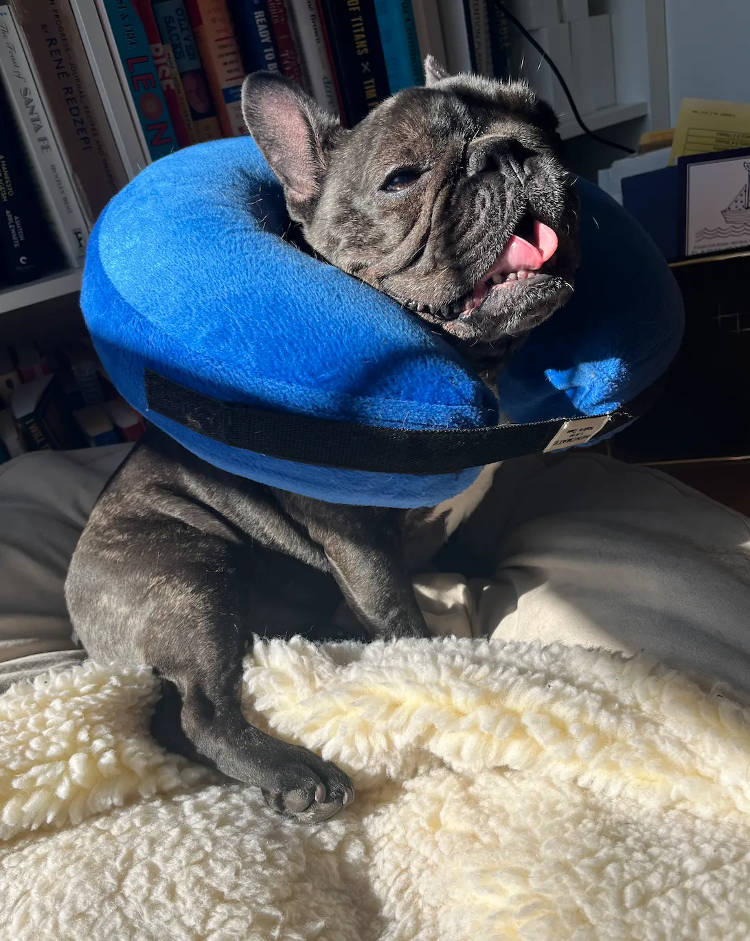 A brindle french bulldog with a pink tongue wearing a blue blow up cone that looks like a travel pillow