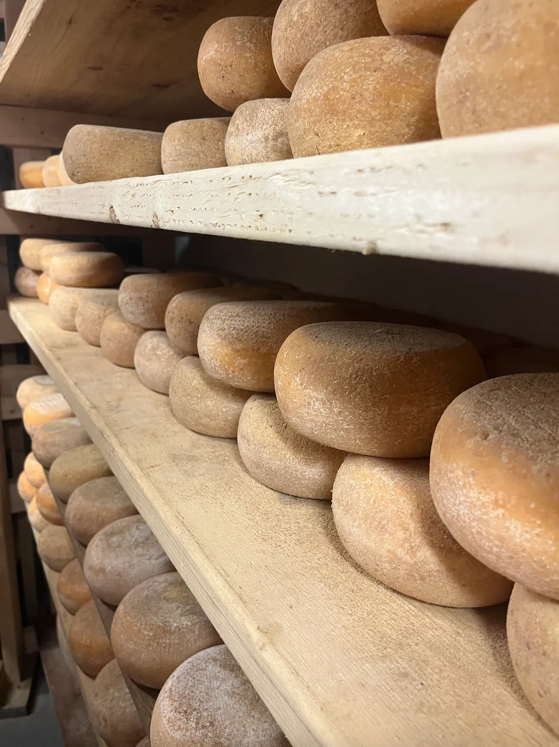 Wheels of cheese stacked on shelves in the Forgmaggio Kitchen basement